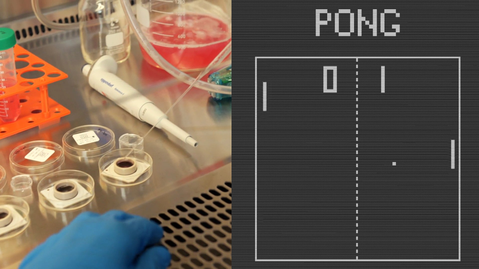 Lab-grown brain cells play Pong video game after learning with real-time performance feedback